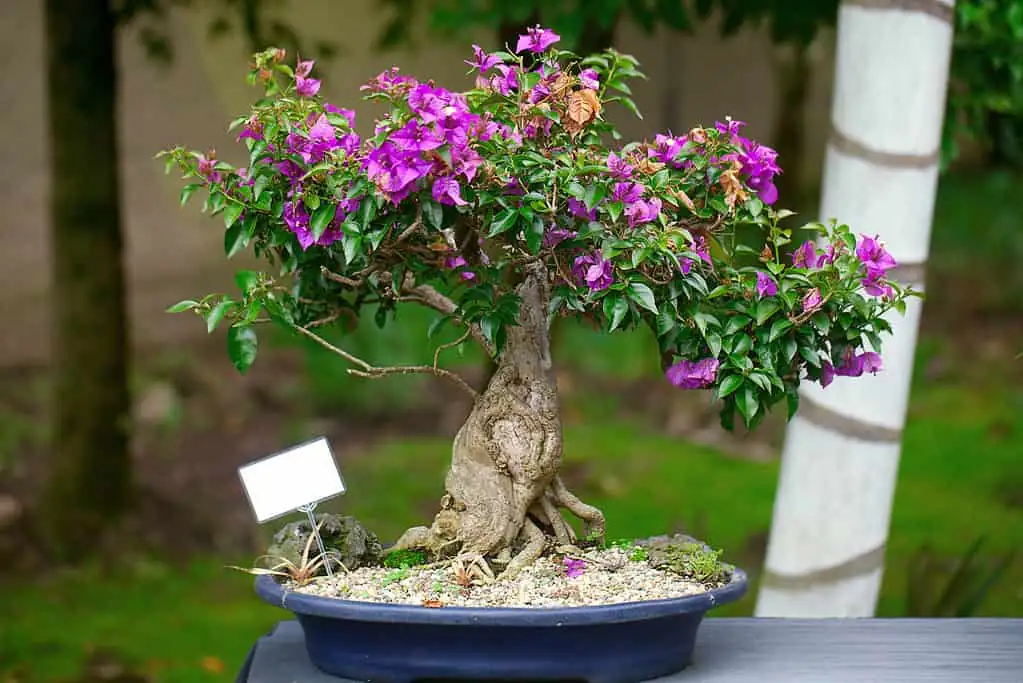 bougainvillea bonsai pot and soil