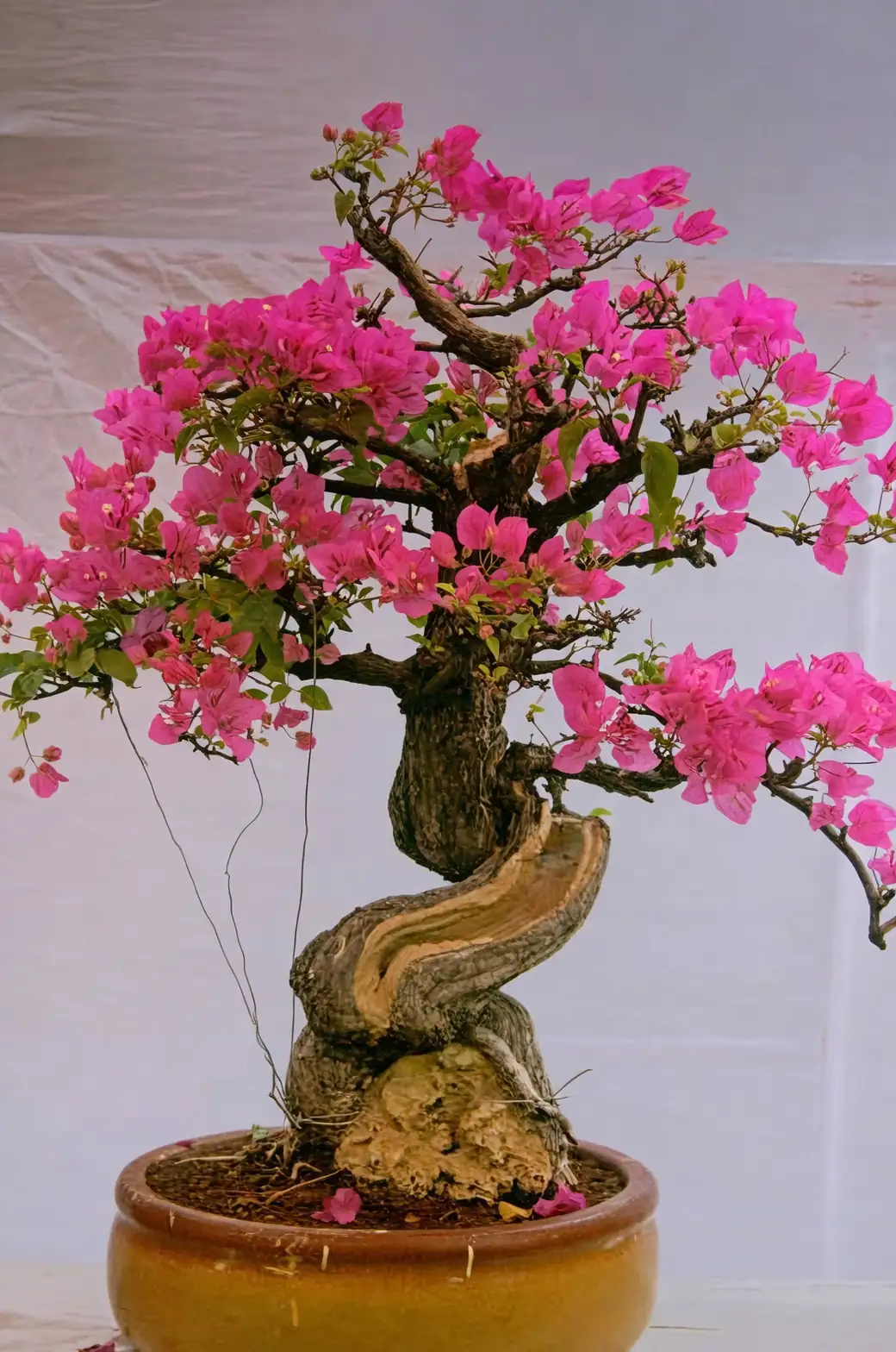 pruning bougainvillea bonsai