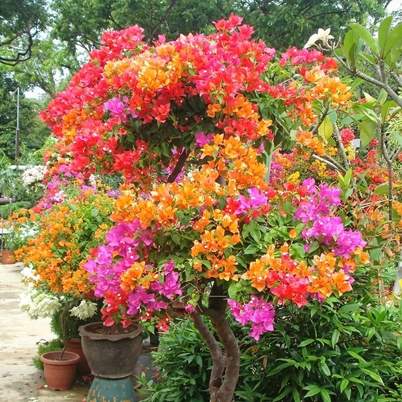 Companion Planting with Bougainvillea: Creating a Colorful Landscape