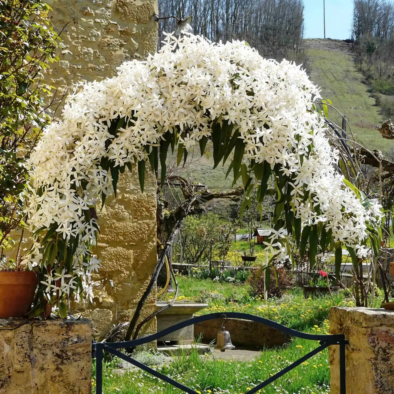 evergreen clematis climbing trellis