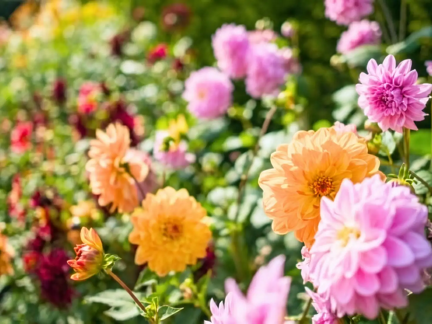 lantana flowers garden bed