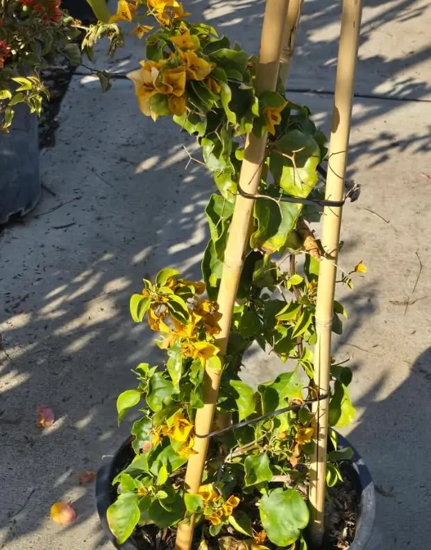 bougainvillea climbing support structure