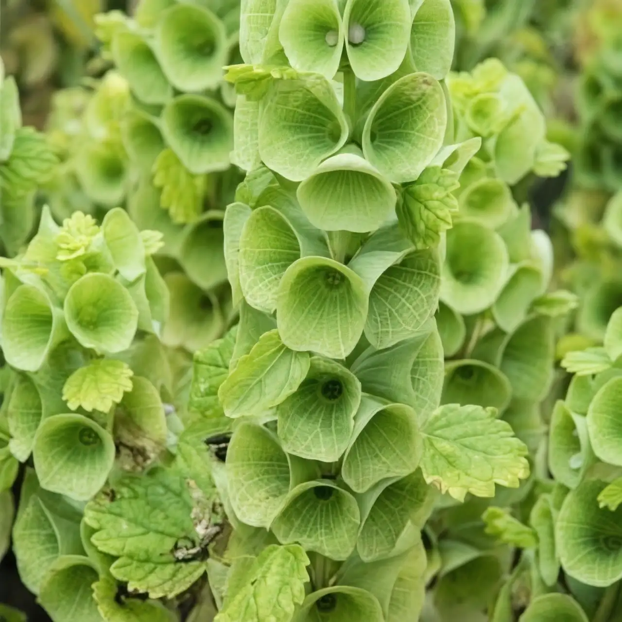 well-drained soil for bells of ireland