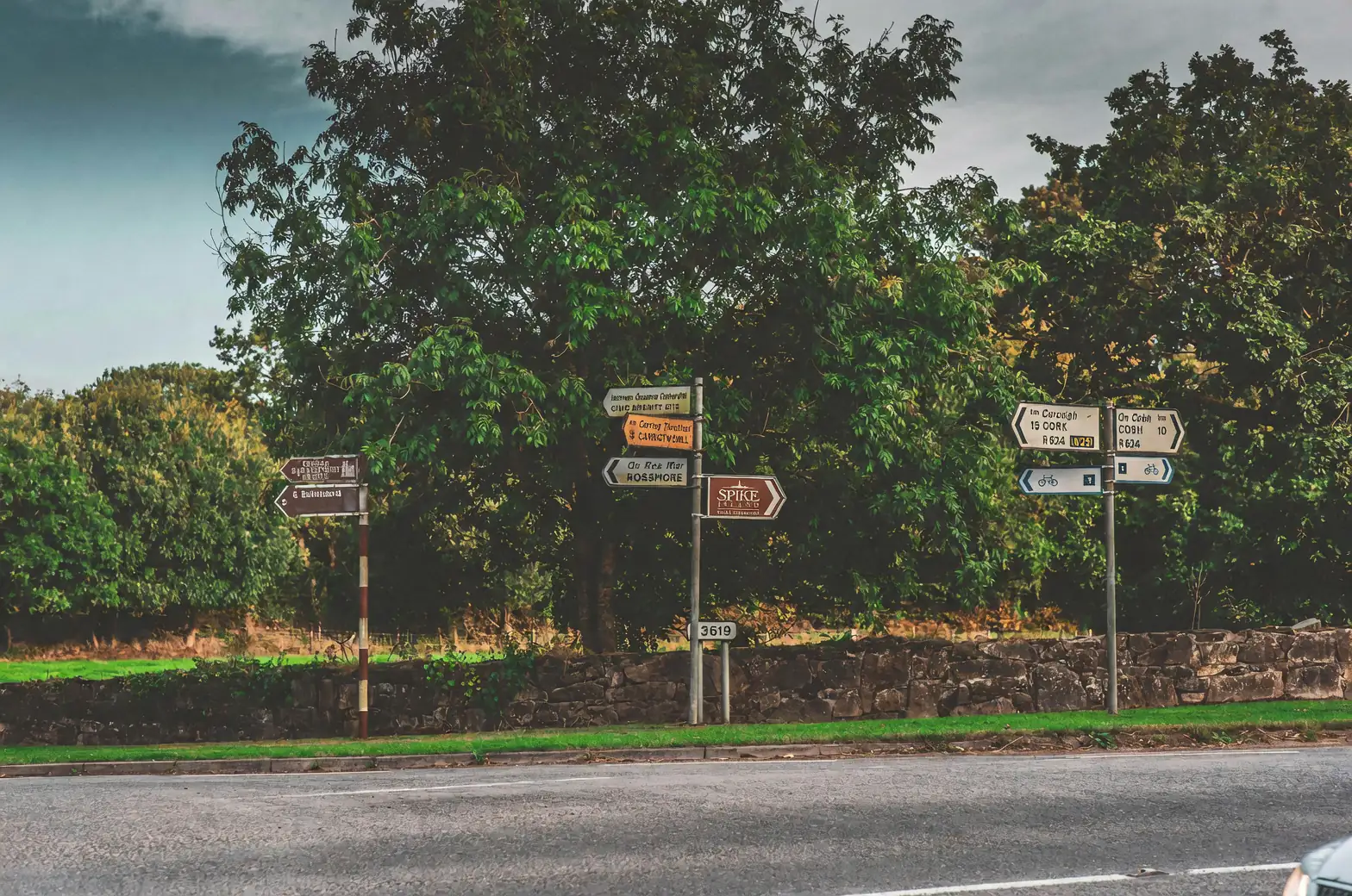 bells of ireland wilting signs