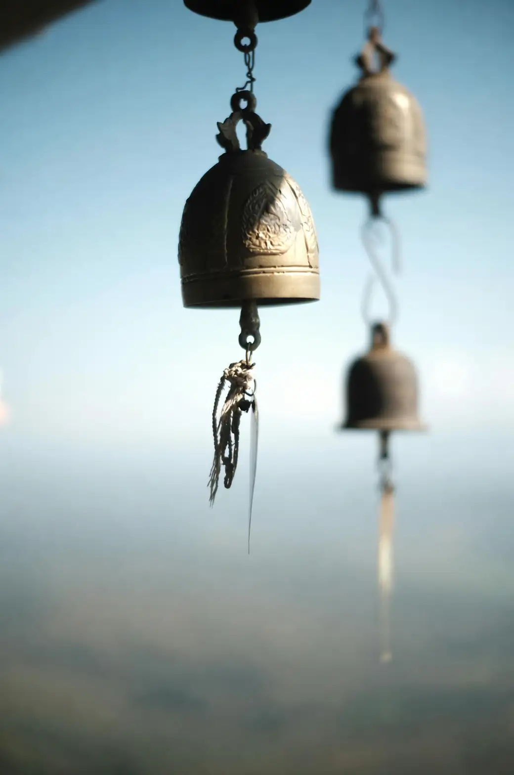 Bells of Ireland garden setting