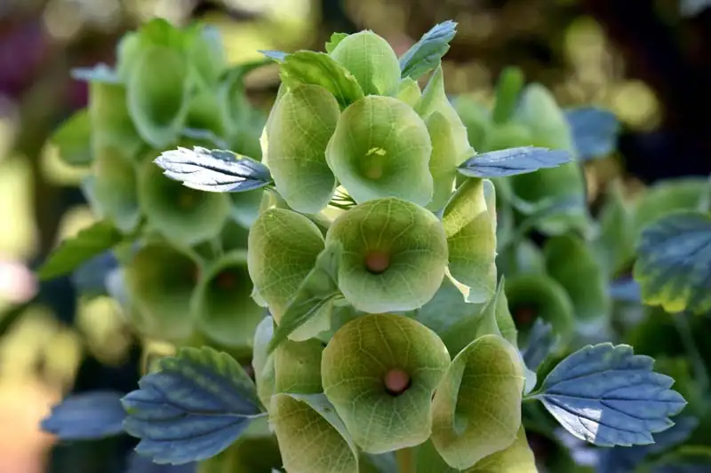 From Asia to Your Garden: The Journey of Bells of Ireland