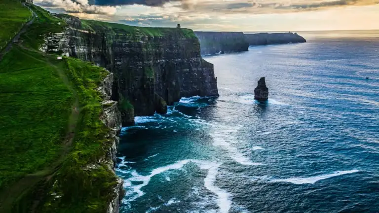 Bells of Ireland cultivation process