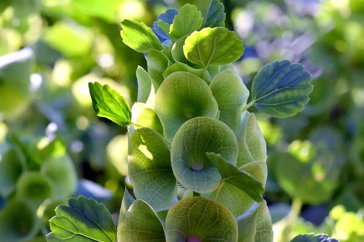 Did You Know? Fun Facts About Bells of Ireland