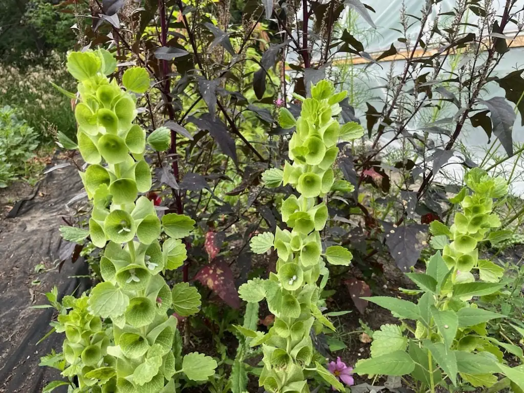 bells of ireland garden setting