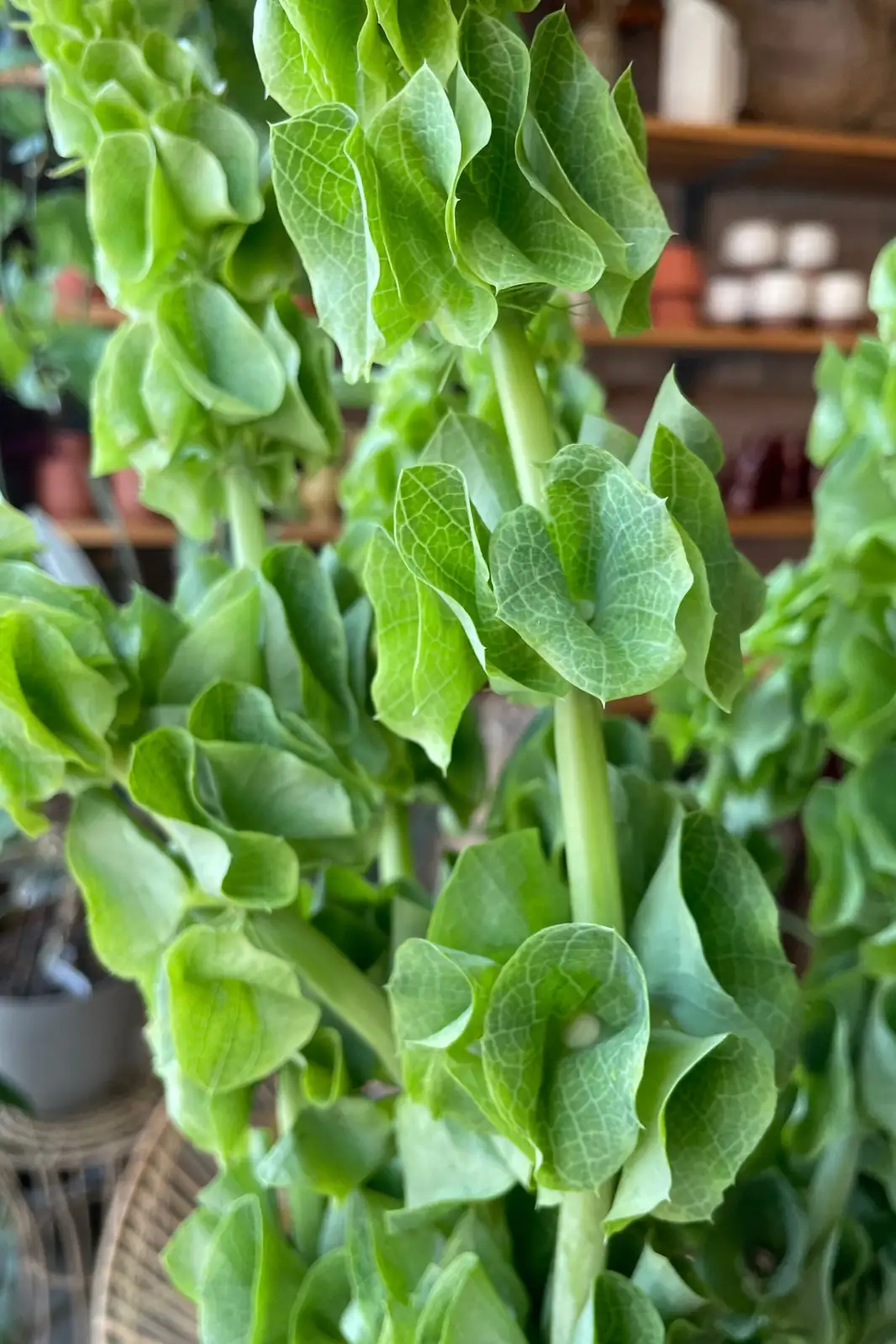 Lucky Charms: The Symbolism of Bells of Ireland
