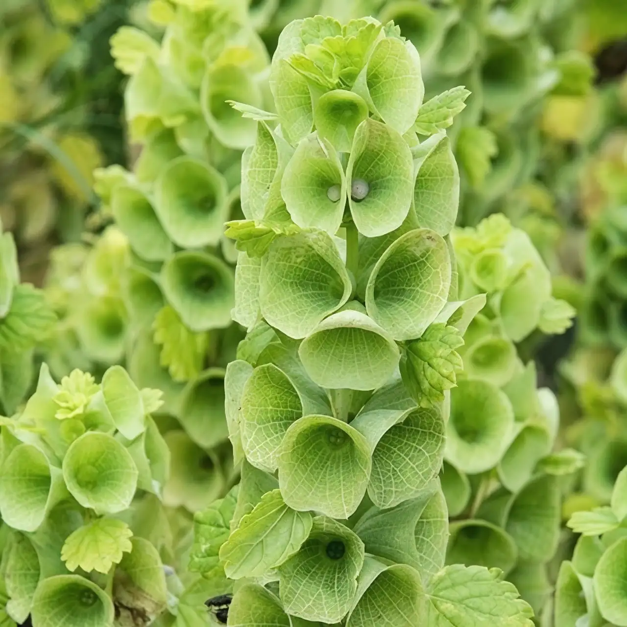 Bells of Ireland in garden