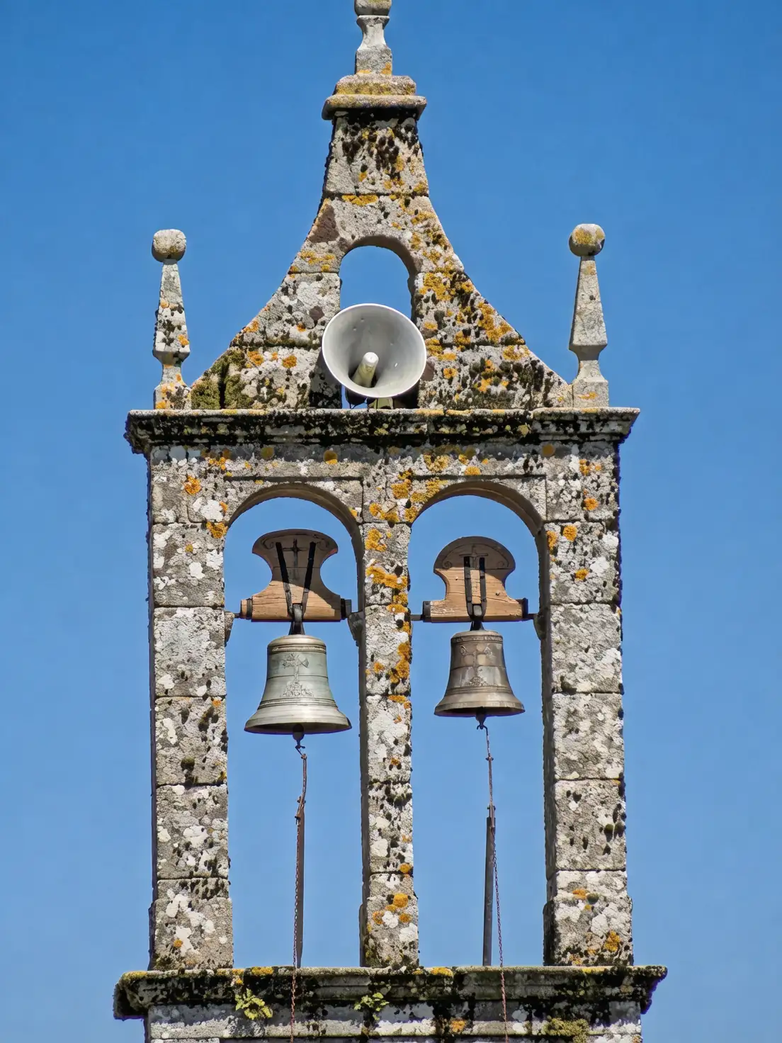 Bells of Ireland in sunlight