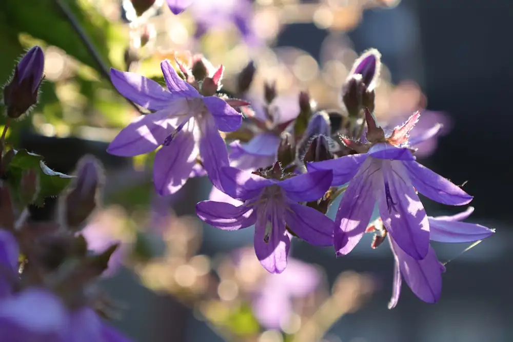 Propagation Masterclass: Growing Bells of Ireland from Seed