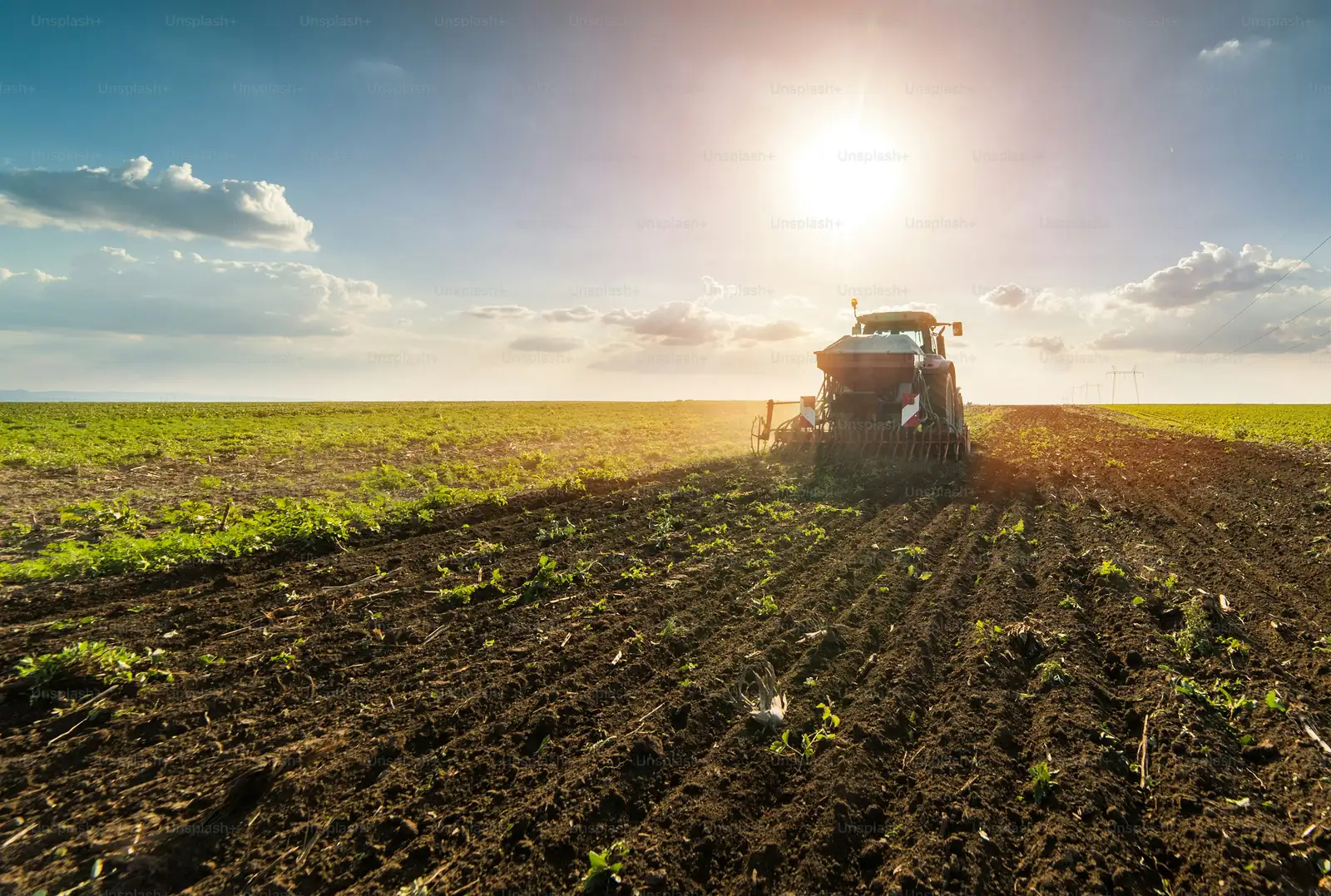 bells of ireland seed sowing