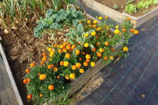 marigolds in garden bed