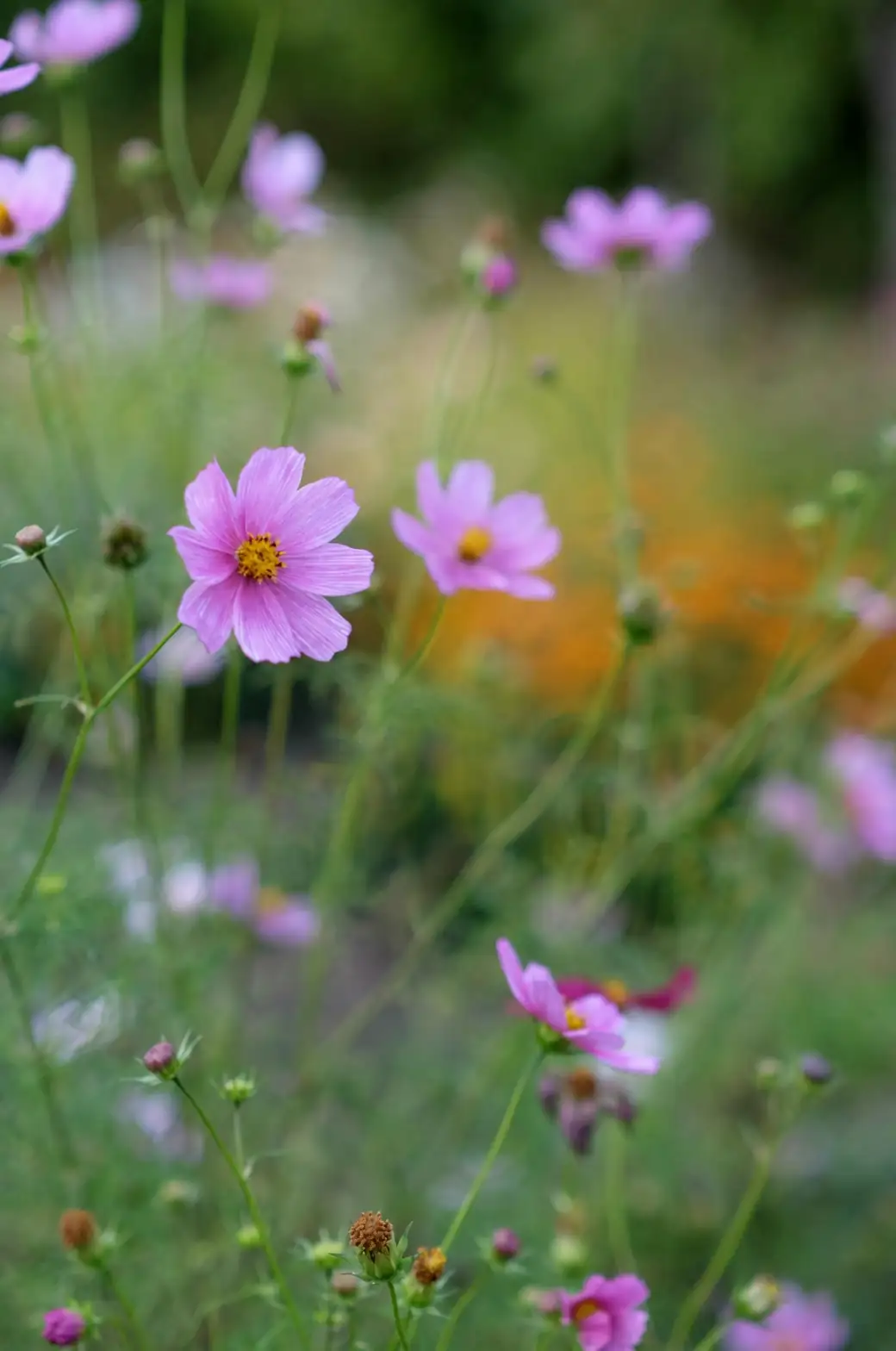 cosmos flowers in bloom