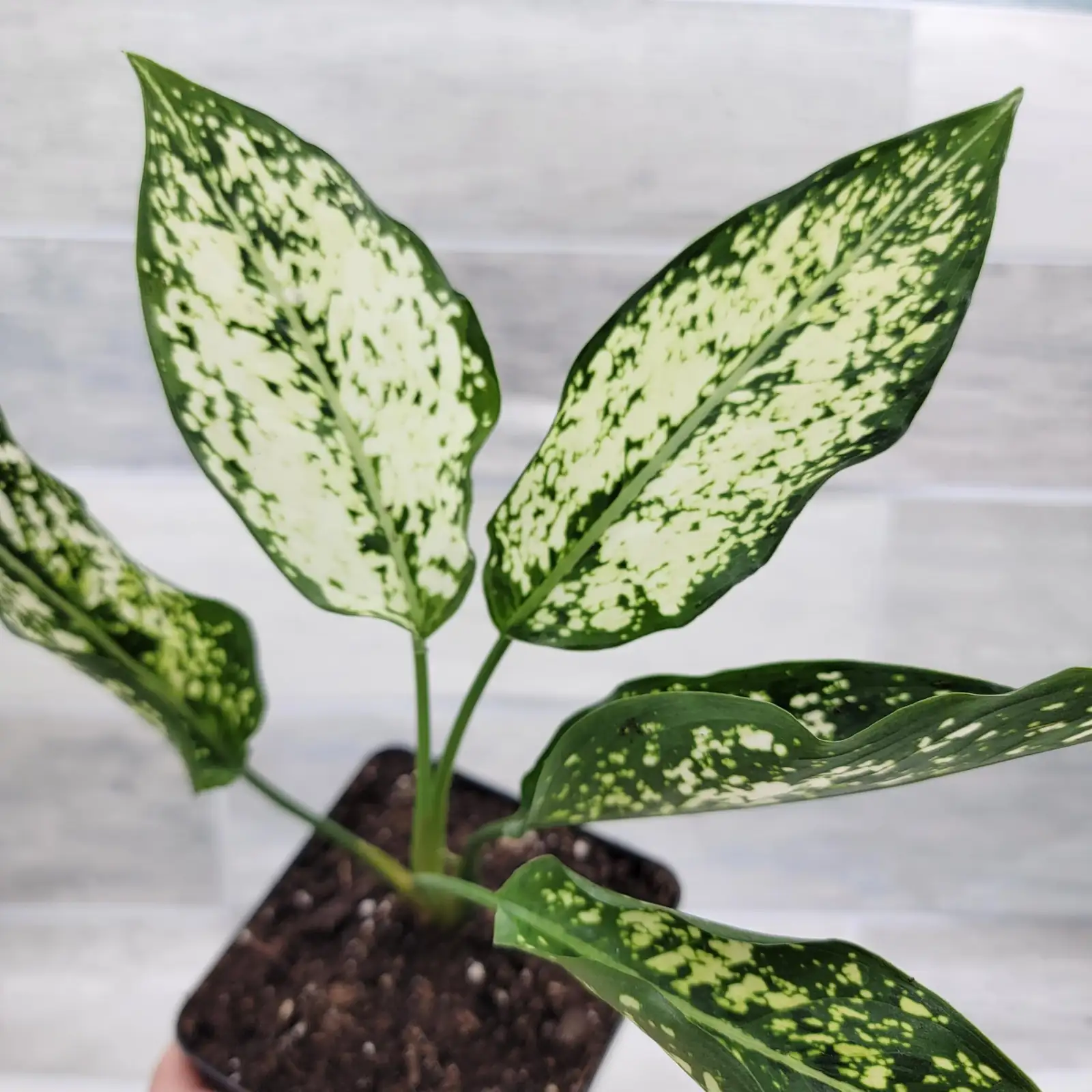 Titan of Tranquility: Tackling Pests and Problems in Chinese Evergreen