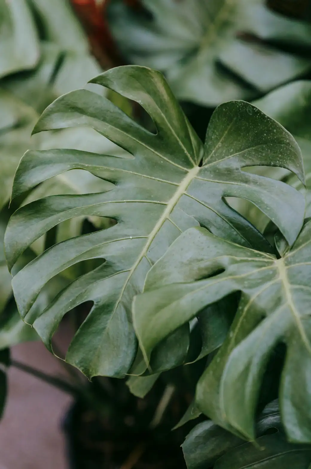 mealybugs on plant leaves
