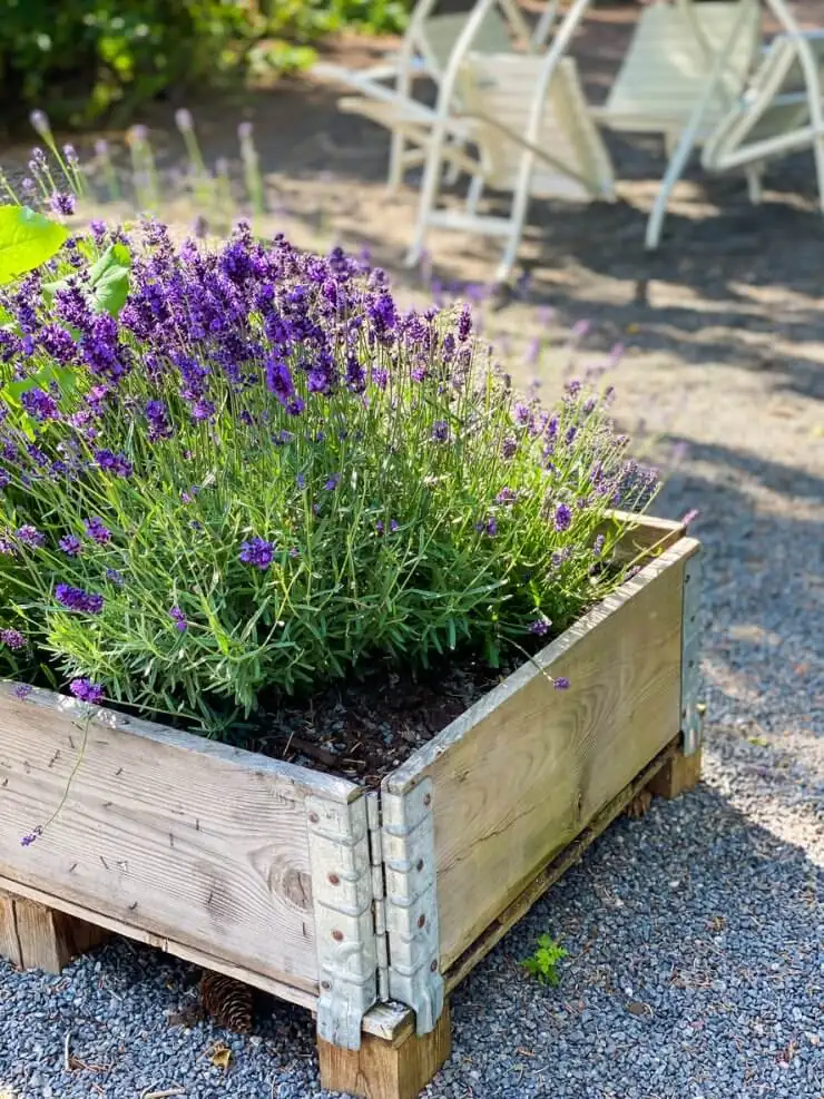 lavender in raised bed