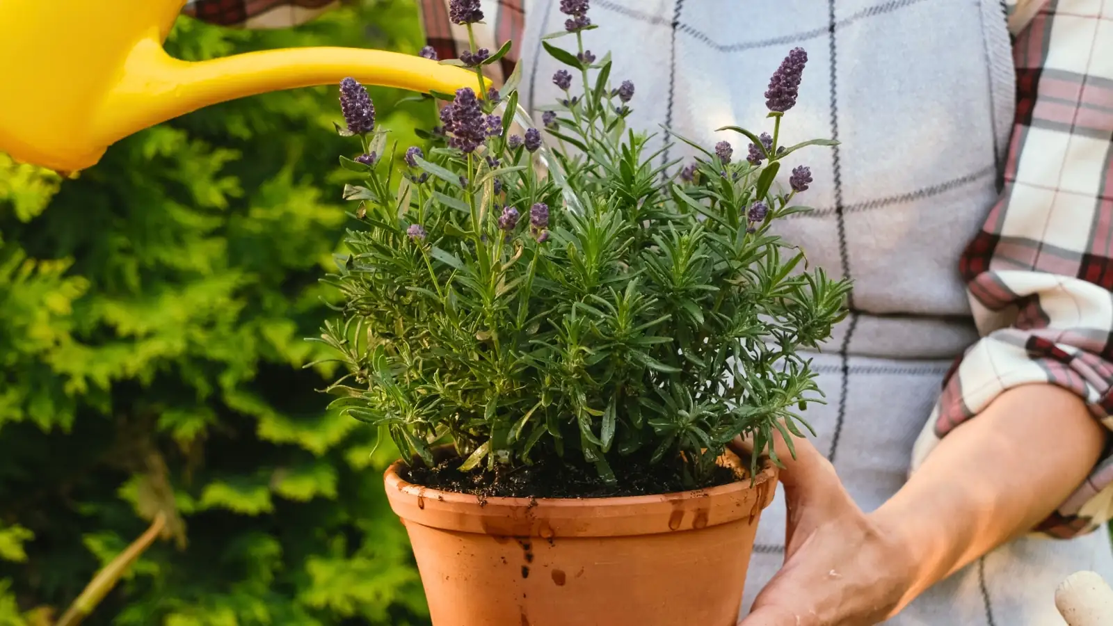 watering lavender plant