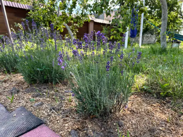 Tracing Lavender’s Journey: From Ancient Slopes to Modern Gardens