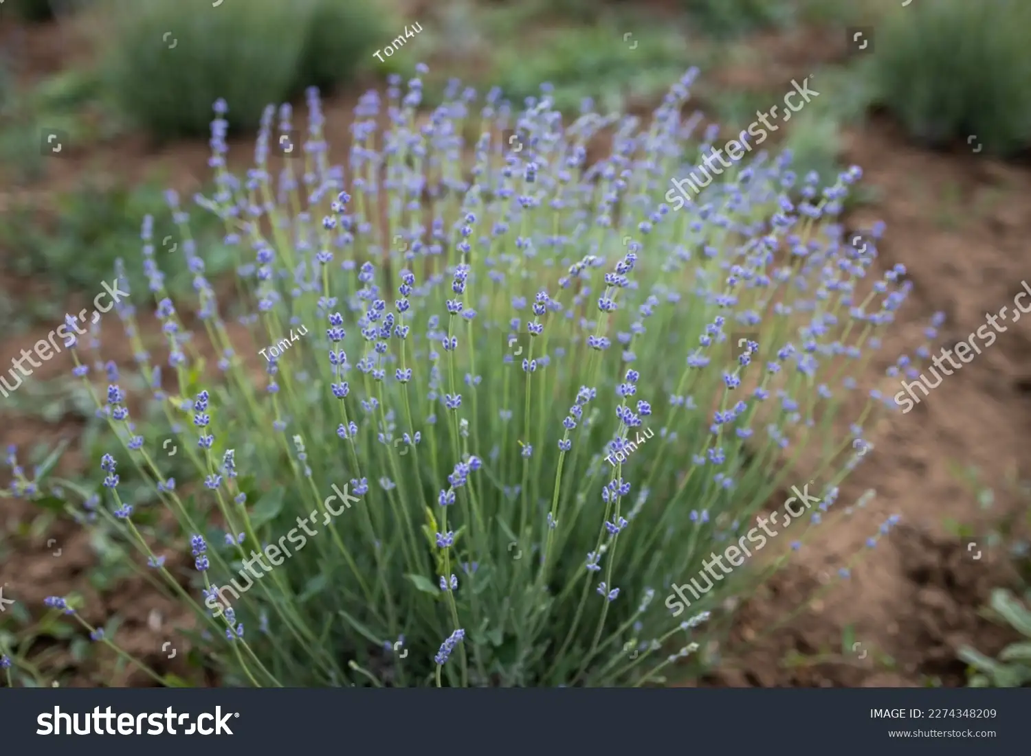 lavender plant close-up