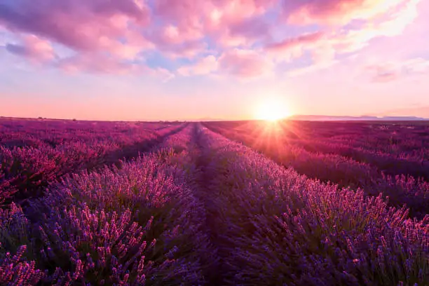 Lavender’s Secrets: Surprising Facts and Unique Traits