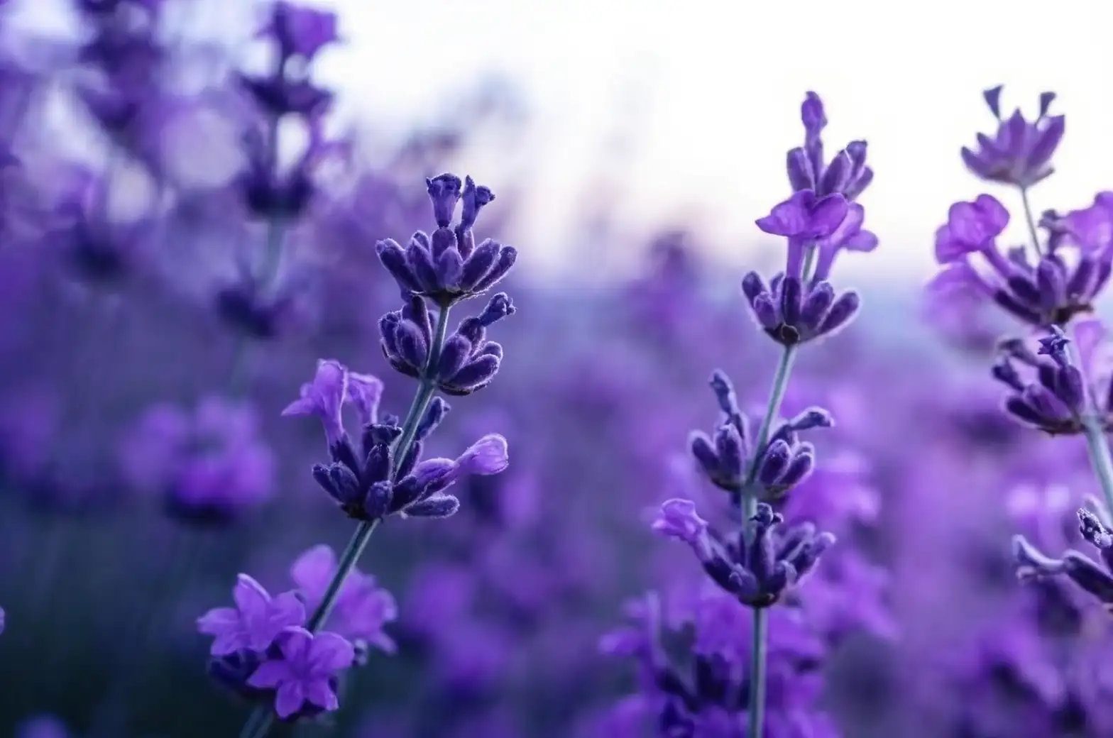 lavender close-up flowers