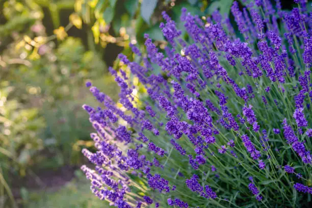 lavender in sunny garden