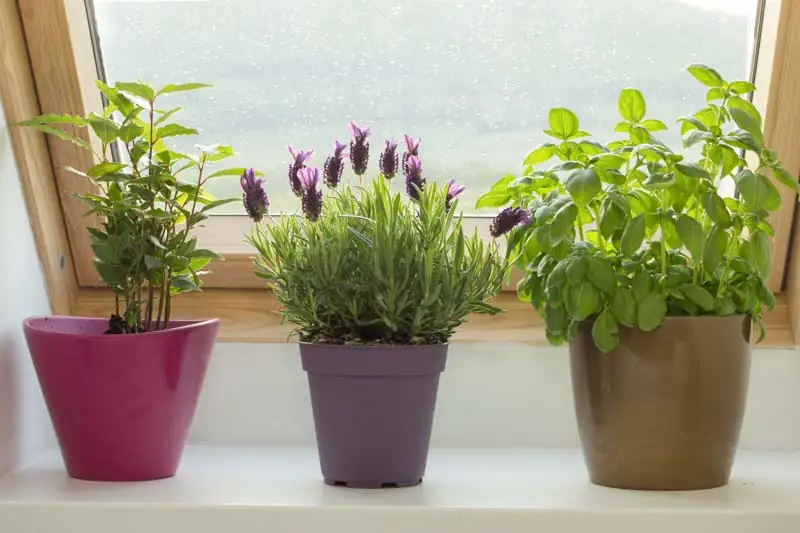 Interior Design with Lavender: Infusing Spaces with Scent and Style