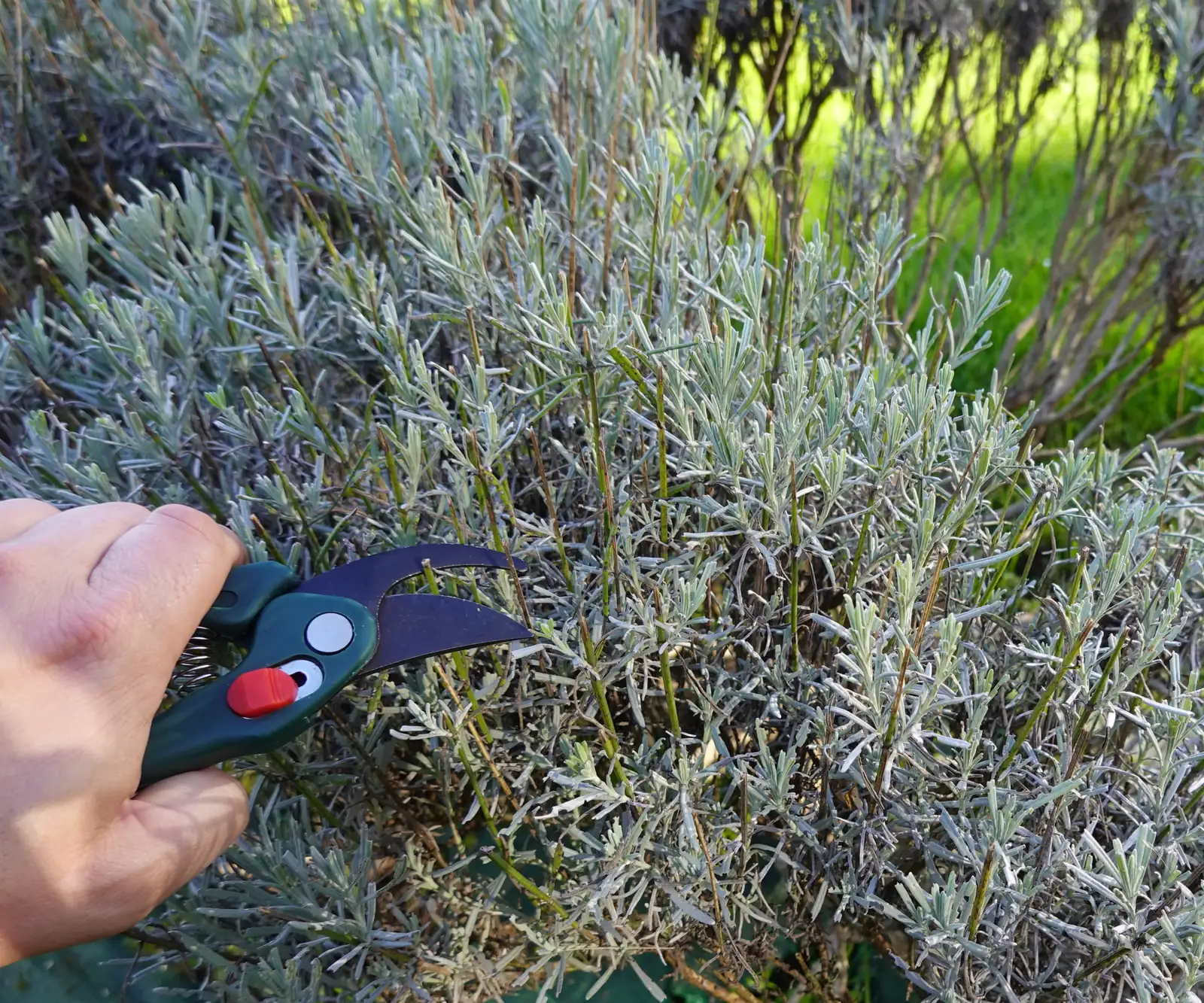 lavender pruning care