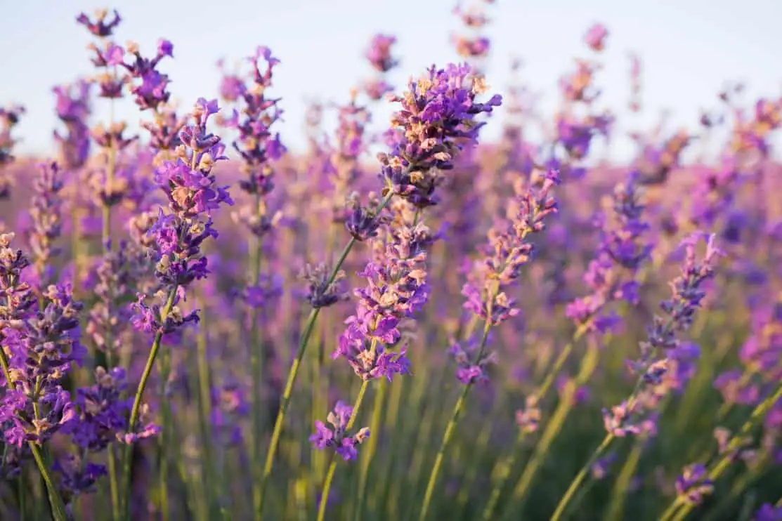 Propagating Lavender Like a Pro: A Step-by-Step Guide