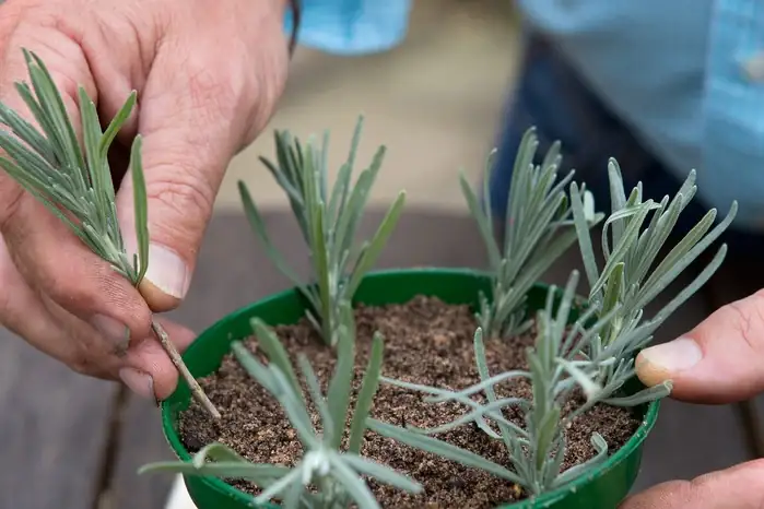 lavender cuttings preparation