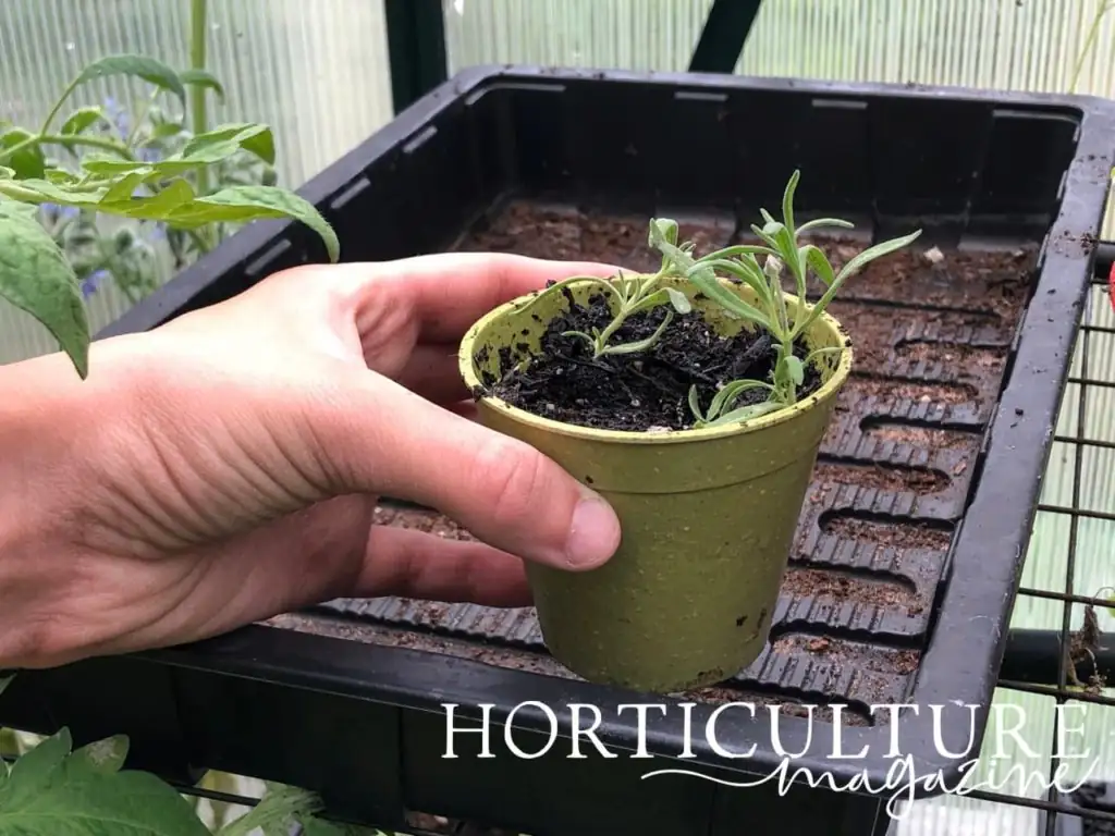 lavender cuttings in propagation tray