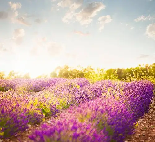 The Perfect Pair: Companion Planting with Lavender for a Harmonious Garden