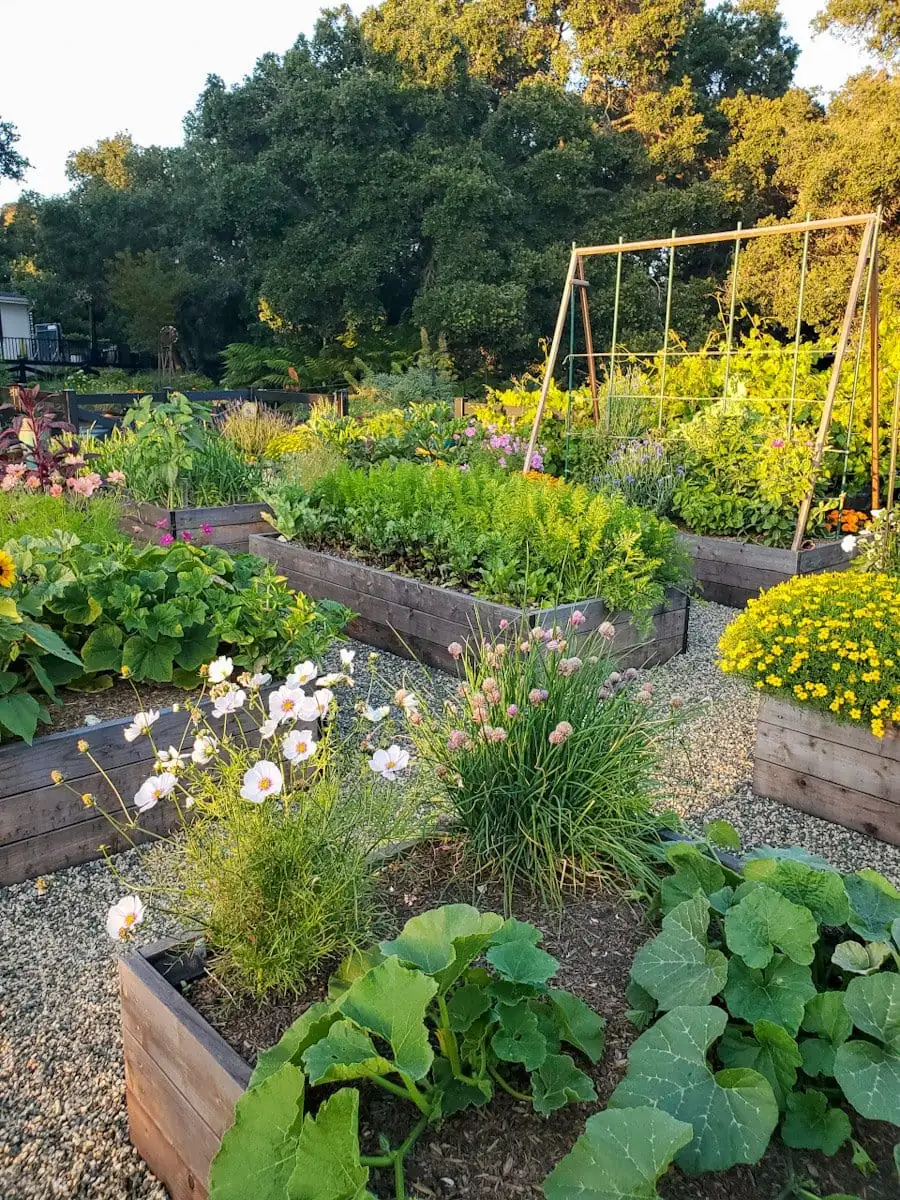 companion planting garden layout