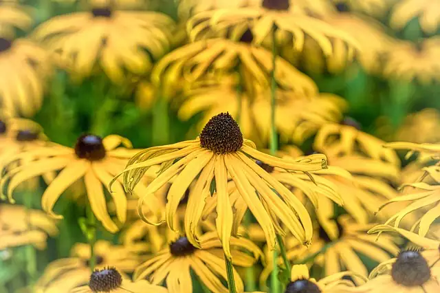 coneflower and lavender together