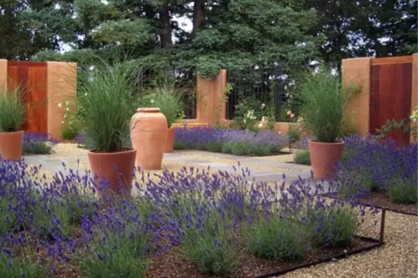 ornamental grasses with lavender