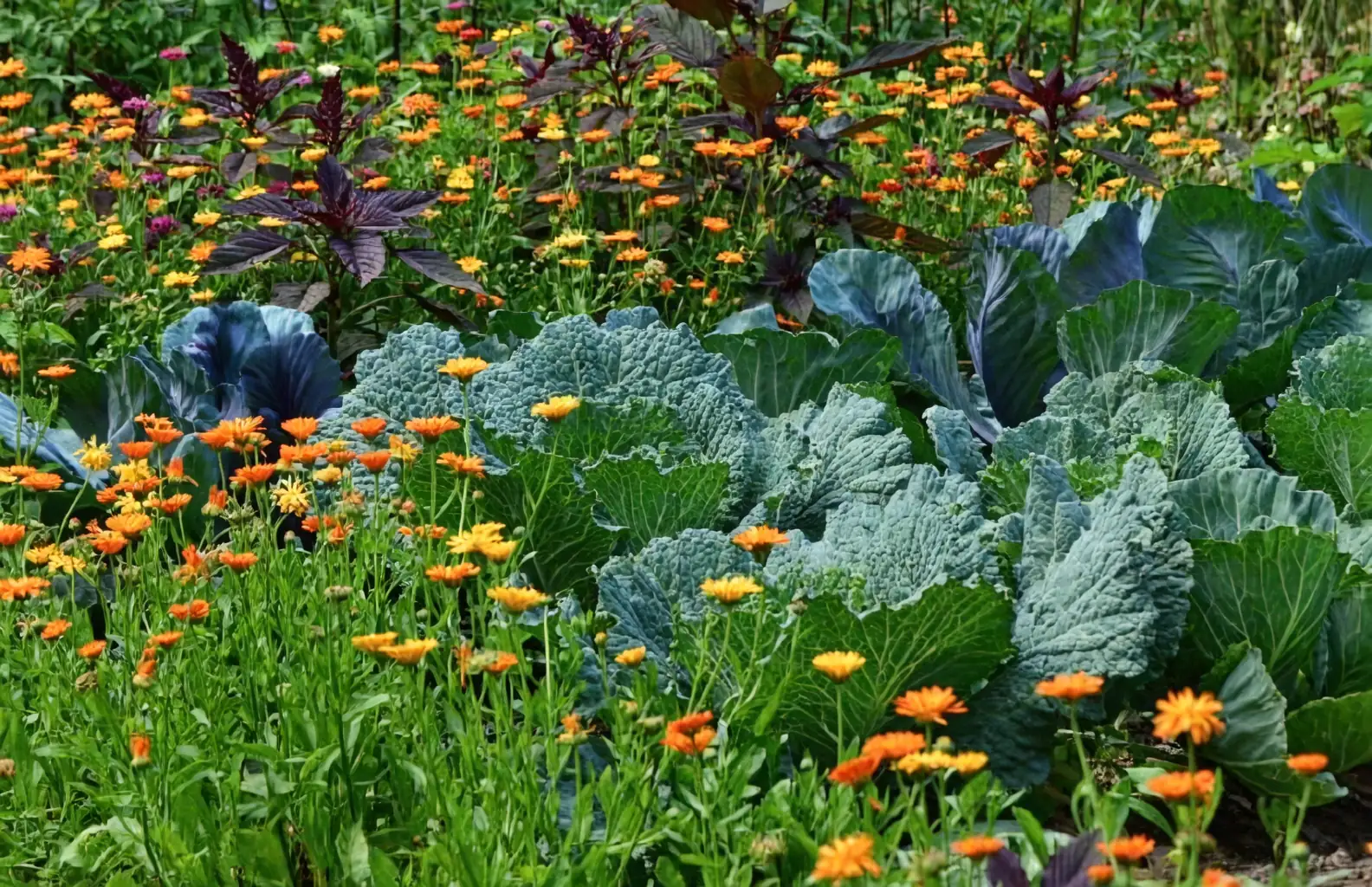 historical companion planting