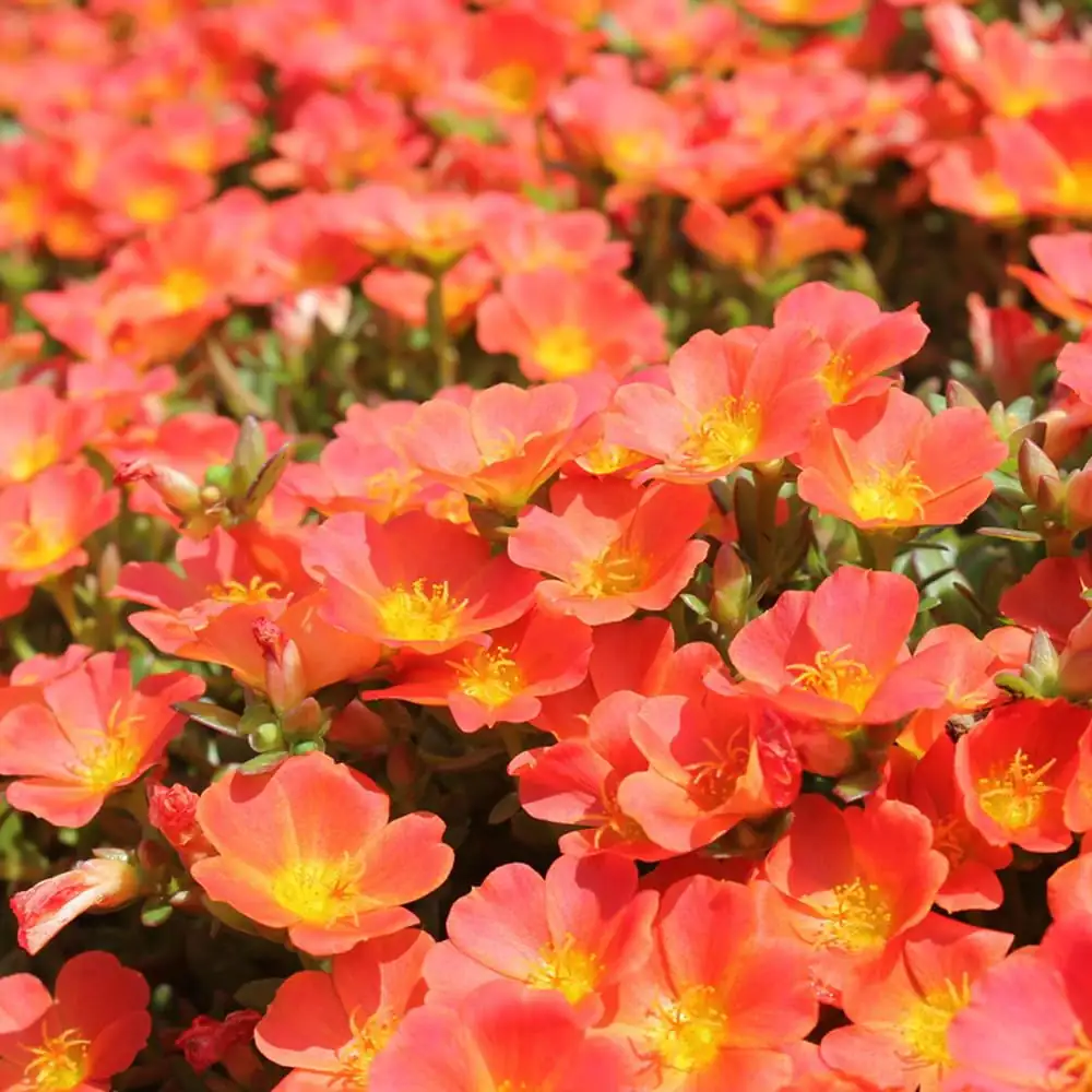 Sun-Kissed Beauty: The Ultimate Moss Rose Care Guide