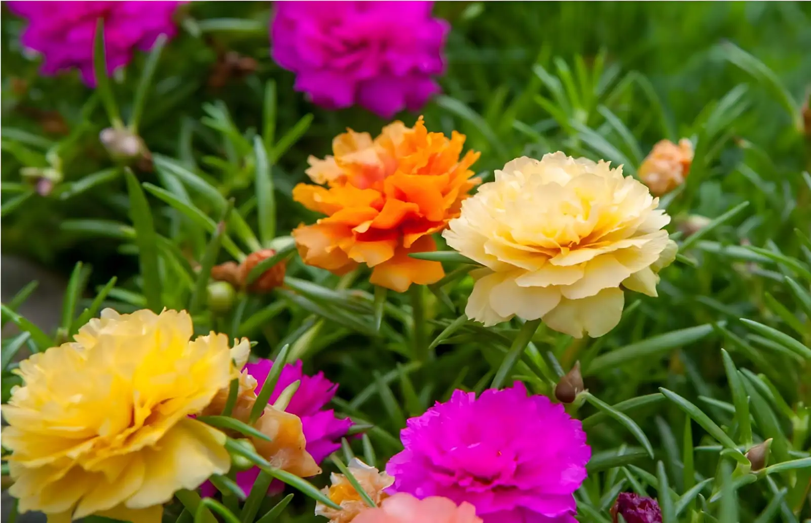 moss rose in rock garden
