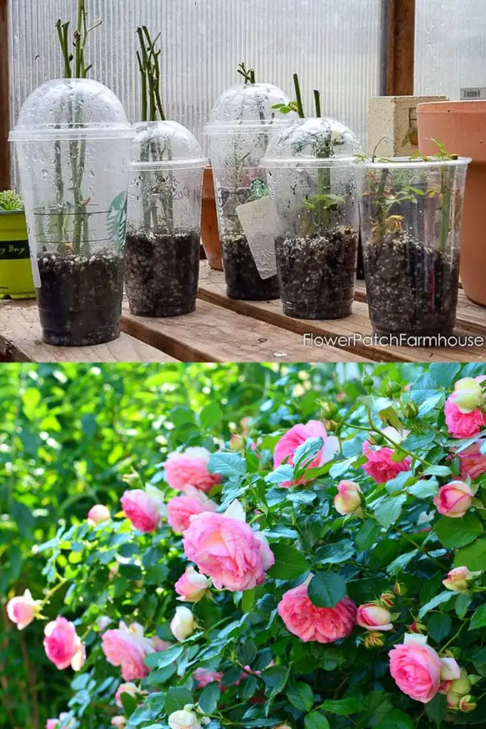 moss rose propagation cuttings