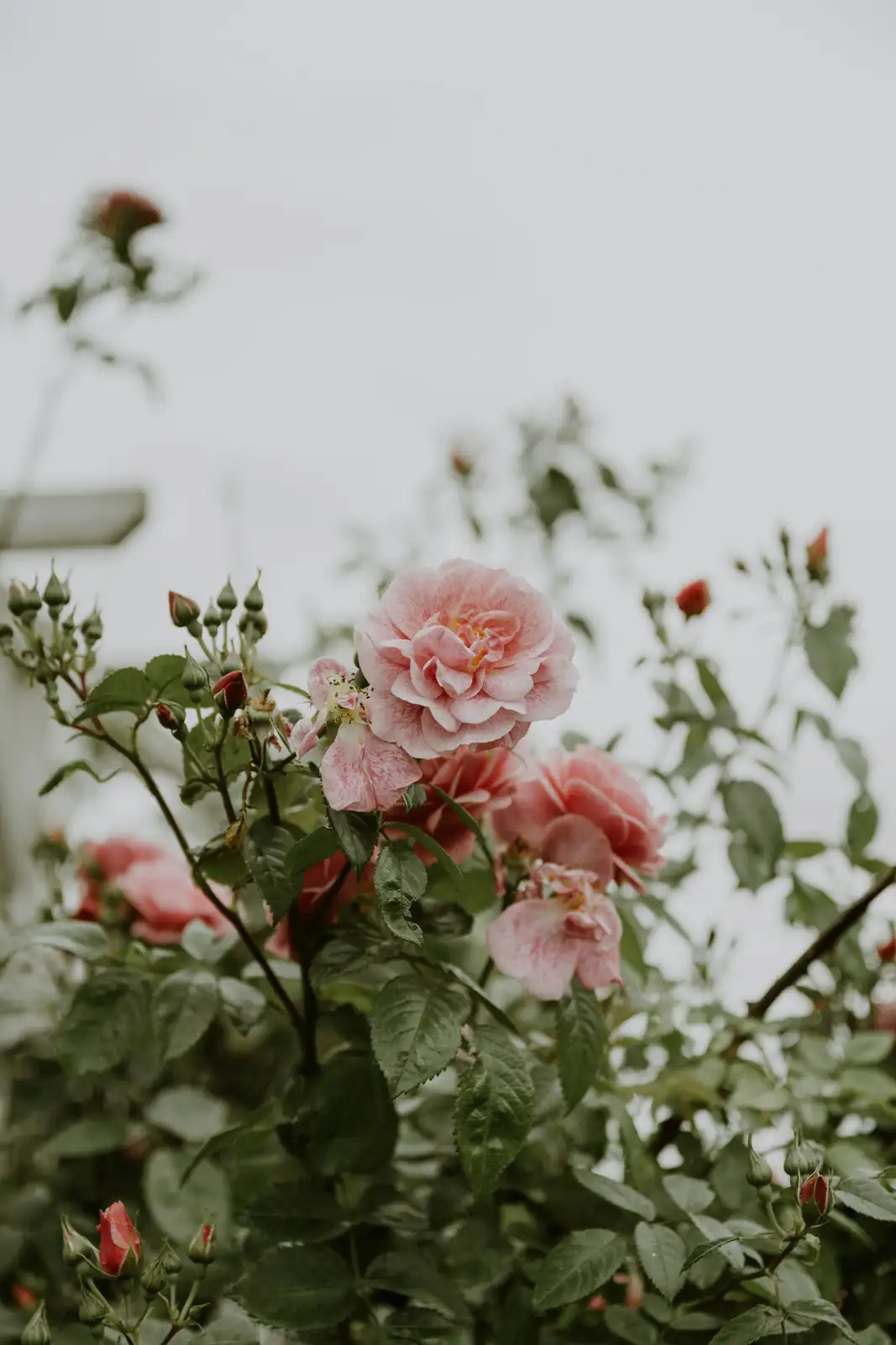 The Language of Flowers: What Moss Rose Says About Love and Resilience