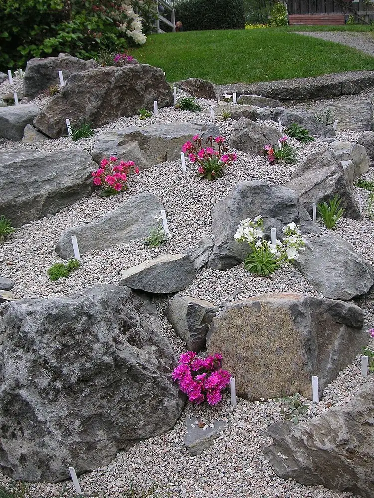 moss rose in rock garden