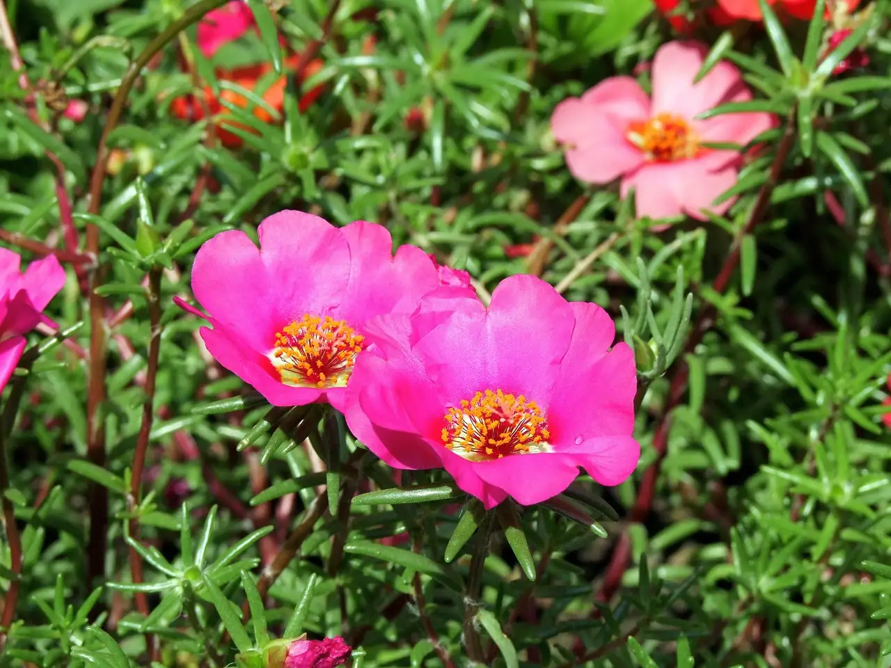 moss rose in European street