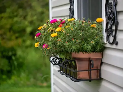 moss rose sunny windowsill