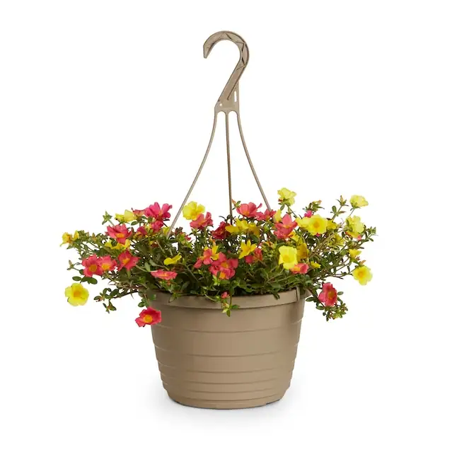 moss rose hanging basket