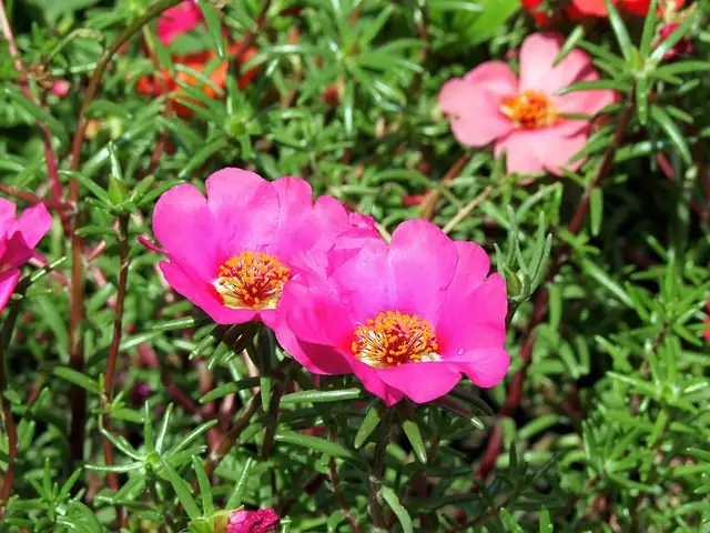 Companion Planting: Pairing Moss Rose with Other Garden Favorites