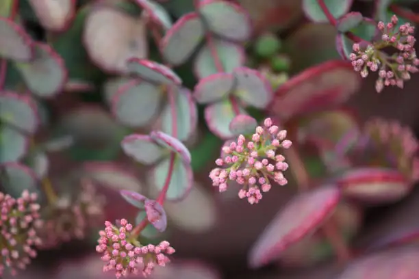 sedum and moss rose together