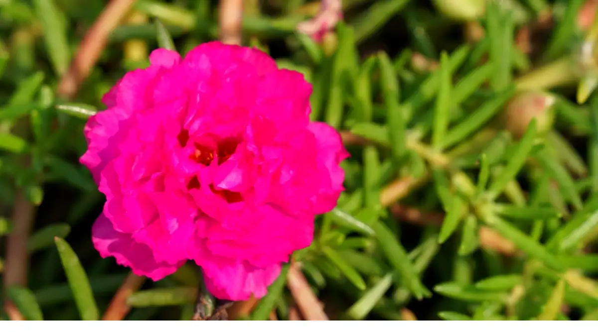 portulaca grandiflora closed petals evening